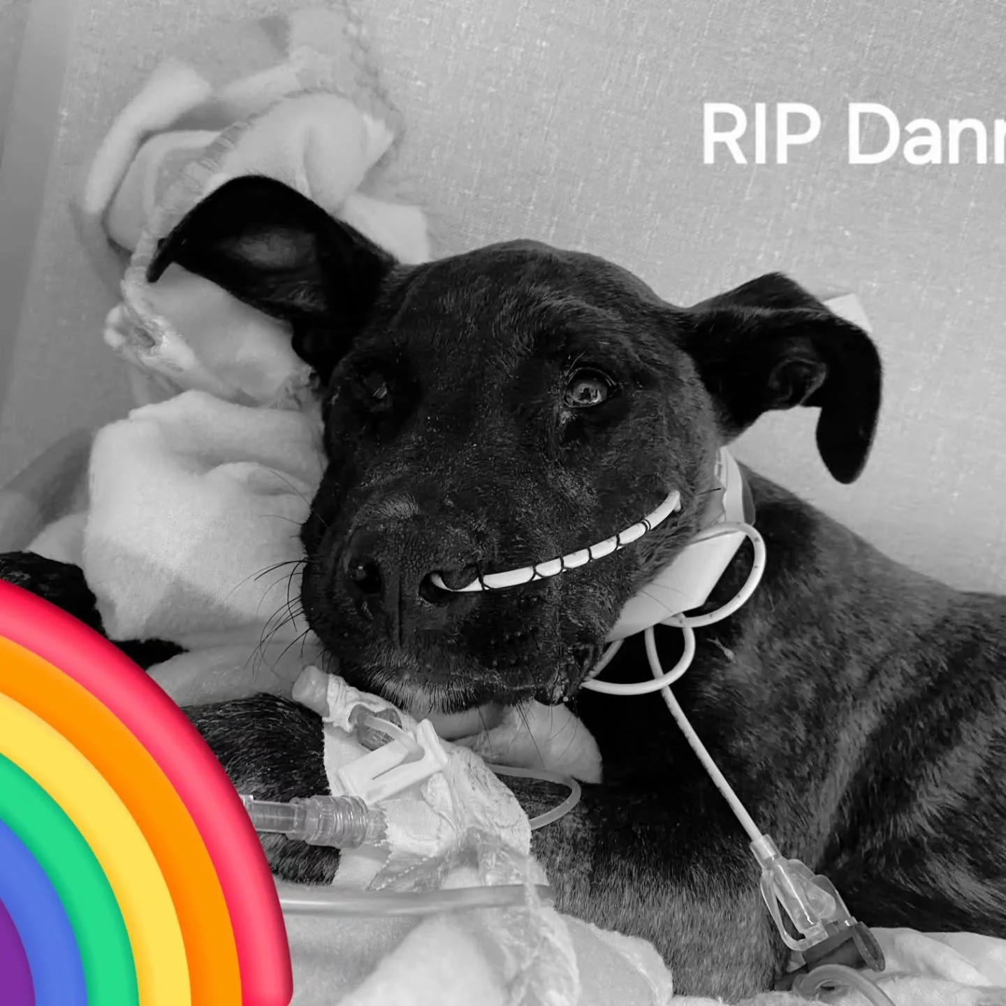 We have a very sad update for Danny.

His little body just could not handle the infection of his tail and the parvo virus. He went into respiratory distress and stopped breathing. 

We are heartbroken over losing Danny, but are so glad he did not suf