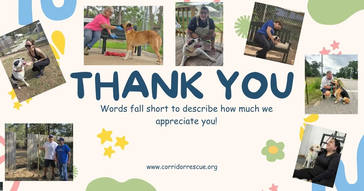 It&rsquo;s Volunteer Appreciation Week, and our hearts are so full of gratitude for the incredible people who make Corridor Rescue what it is. ❤️
To our kennel volunteers who show up day after day to clean, care for, and comfort our dogs&hellip; to o