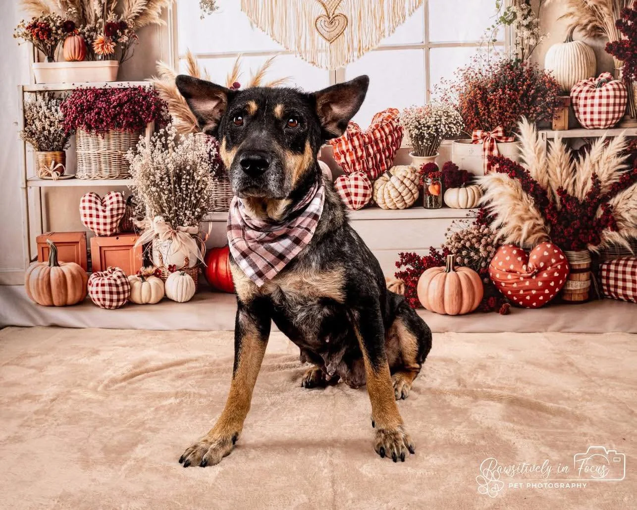 Adoption Update #7, Cleopatra!

Cleopatra&rsquo;s journey didn&rsquo;t start easy&mdash;but it led her exactly where she was meant to be.

Cleopatra was rescued alongside her son, Pharaoh, who were both battling a severe and painful case of sarcoptic