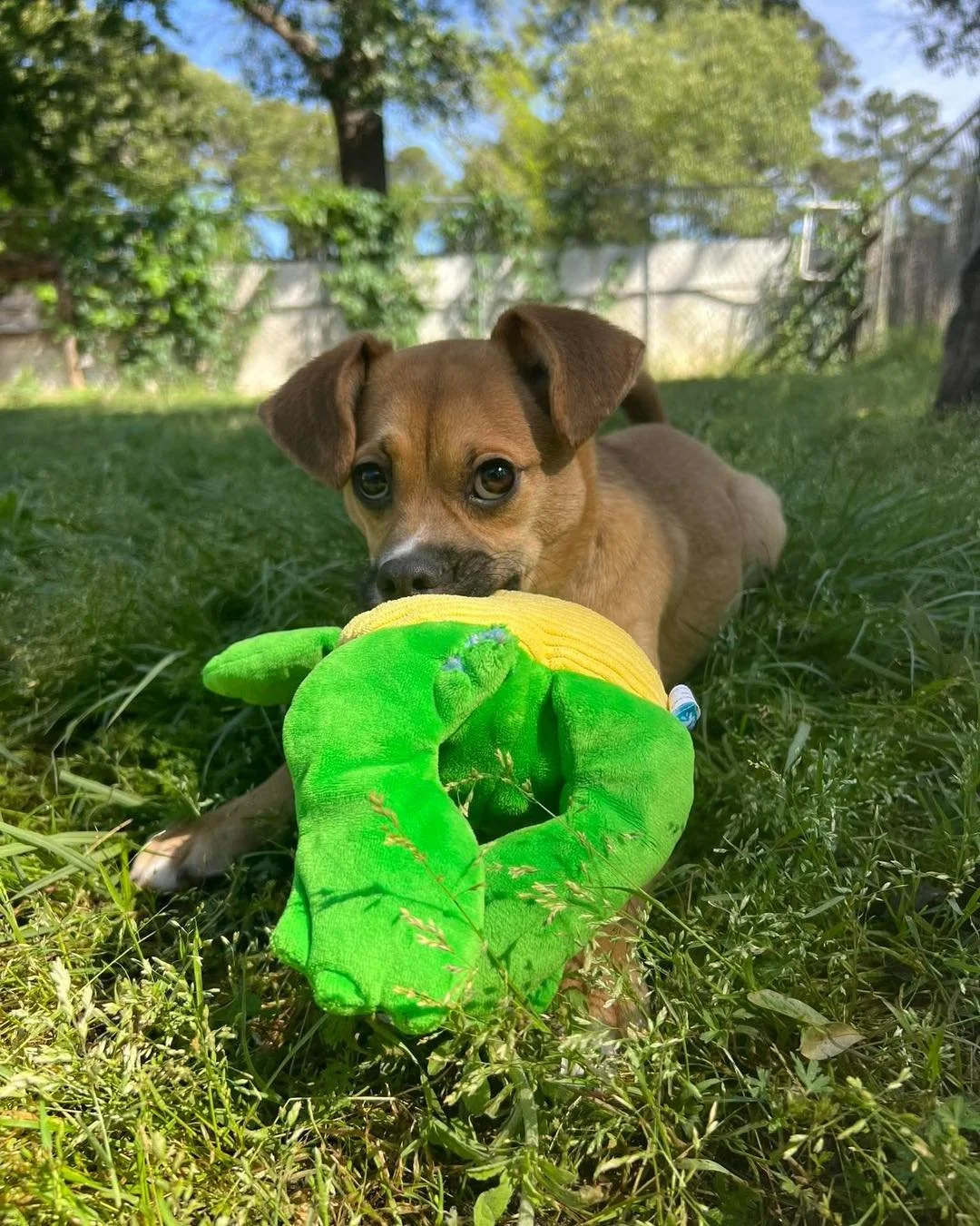 🐾 Four Survivors. One New Beginning. 🐾

Today, four incredible dogs are on their way to our northern rescue partner, buddydoghumane, where they&rsquo;ll be given the fresh start they deserve. 

Phineas&rsquo; story is nothing short of remarkable.
A