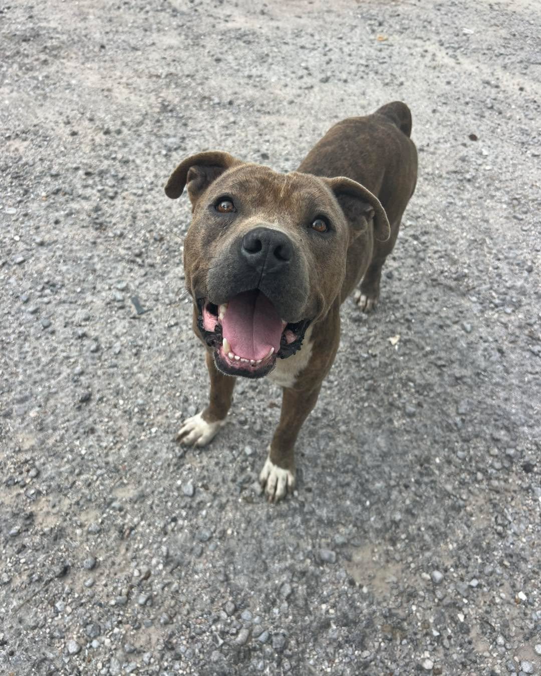 Meet Pig-Pen! 

Sometimes, the ones who need saving find their own way to it&mdash;and Pig-Pen is no exception. 

Our street team was out on a mission to rescue two fearful dogs who had been keeping their distance from people. While working patiently