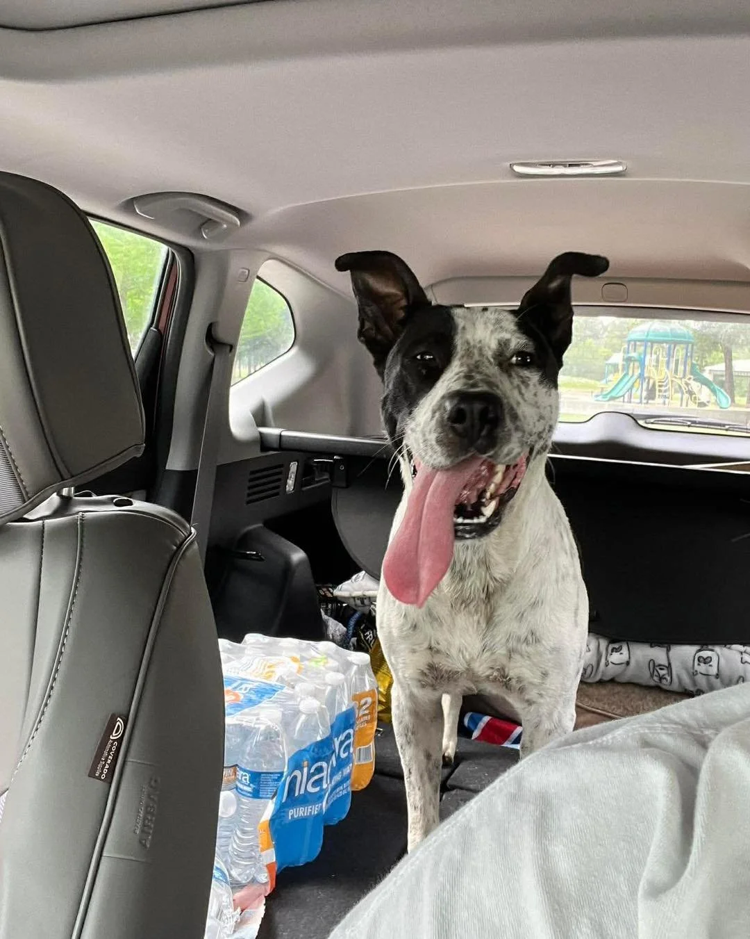 Meet Speckles!

While one of our dedicated street team volunteers was out on her route in Houston, she made a stop at a location we sadly know all too well &mdash; a frequent dumping site.

As she pulled into the park, a small figure came running str