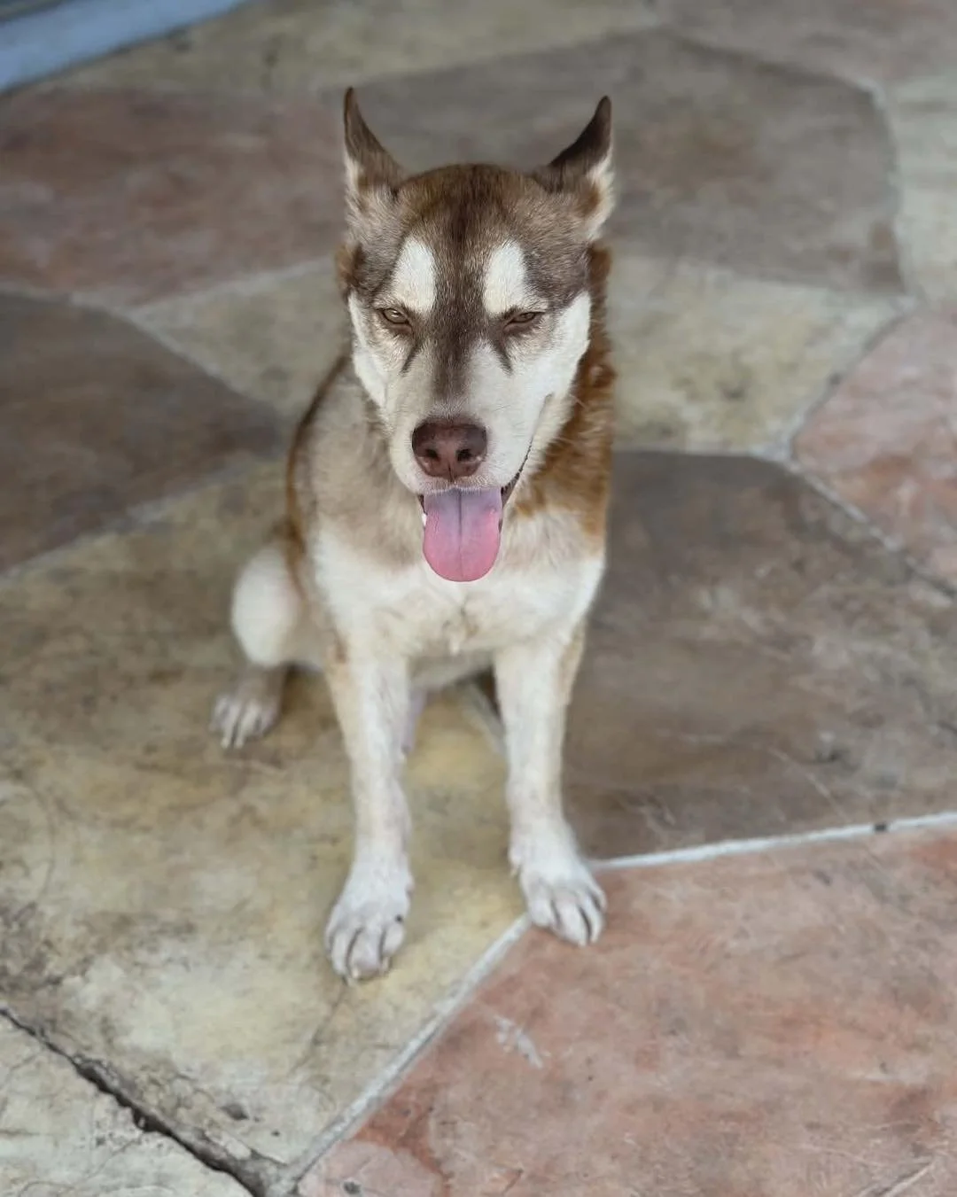 Adoption Update #9, CJ! 

When CJ first came to us, he was fighting for his life. He had been rushed to Gulf Coast Veterinary Specialists suffering from devastating injuries: a skull fracture, pelvic fracture, severe trauma to his paw and face, and a