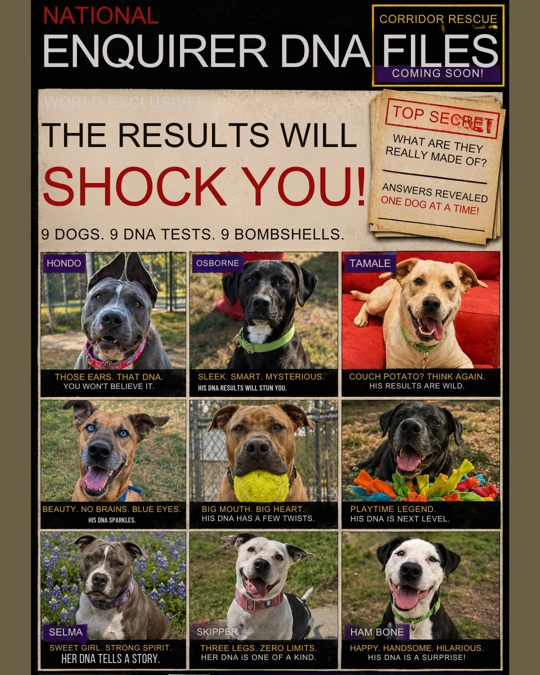 🚨 NATIONAL ENQUIRER-LEVEL SCANDAL ROCKS CORRIDOR RESCUE 🚨

The DNA tests are IN&hellip;
&hellip;and SOMEONE has been lying. 👀

For years, these dogs have been accused of being:
❌ &ldquo;just pitbulls&rdquo;
❌ &ldquo;lab mixes&rdquo;
❌ &ldquo;proba