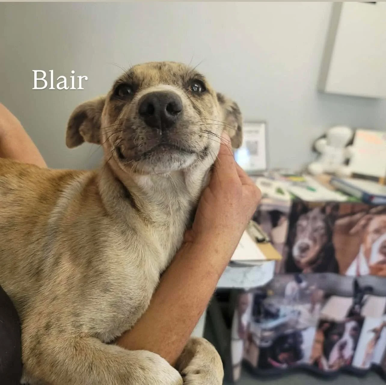 Since June of 2024, we have been incredibly fortunate to partner with The Noah Center to transport our adoptable puppies to loving homes. Their support has helped us save countless lives and given so many puppies the second chance they deserve.

Unfo