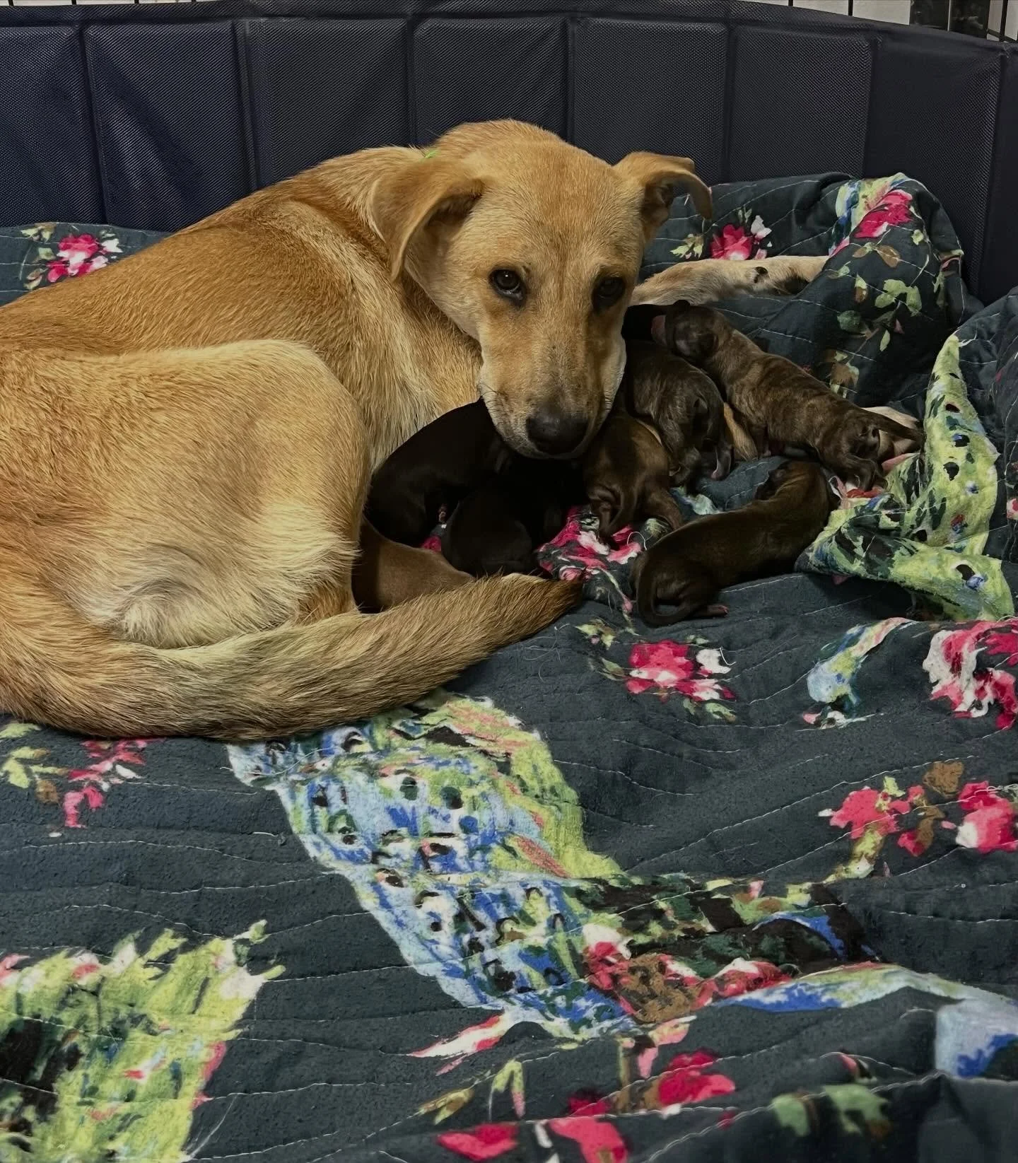 Back in March, we had posted a shy female dog who had been abandoned at a Houston park with her even more fearful sister. Many people were upset that we could not rescue them that very same day, but we did make each of them a promise: while we may no