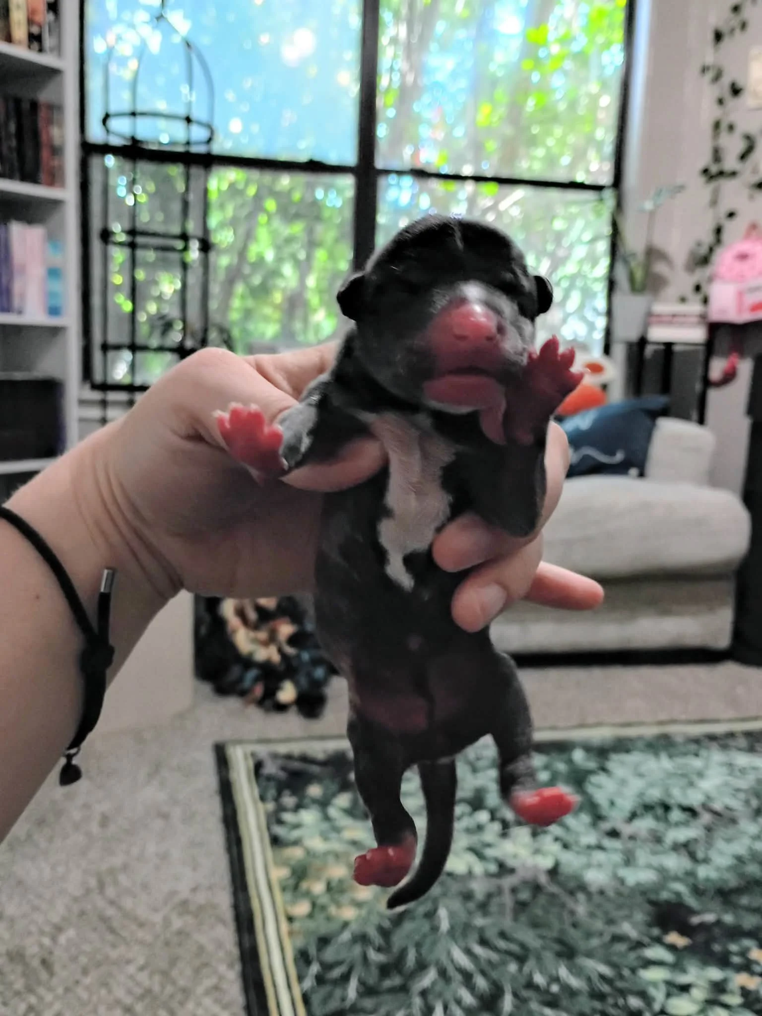 ✨️Puppy foster/ bottle-feeder needed✨️
Our cocktail litter - Mimosa, Cosmo, Mojito, Lemon Drop, Guinness  Margarita, and  Jaeger -  needs your help!
As we mentioned earlier, recent rescue and new momma Shirley gave birth yesterday. Unfortunately, she