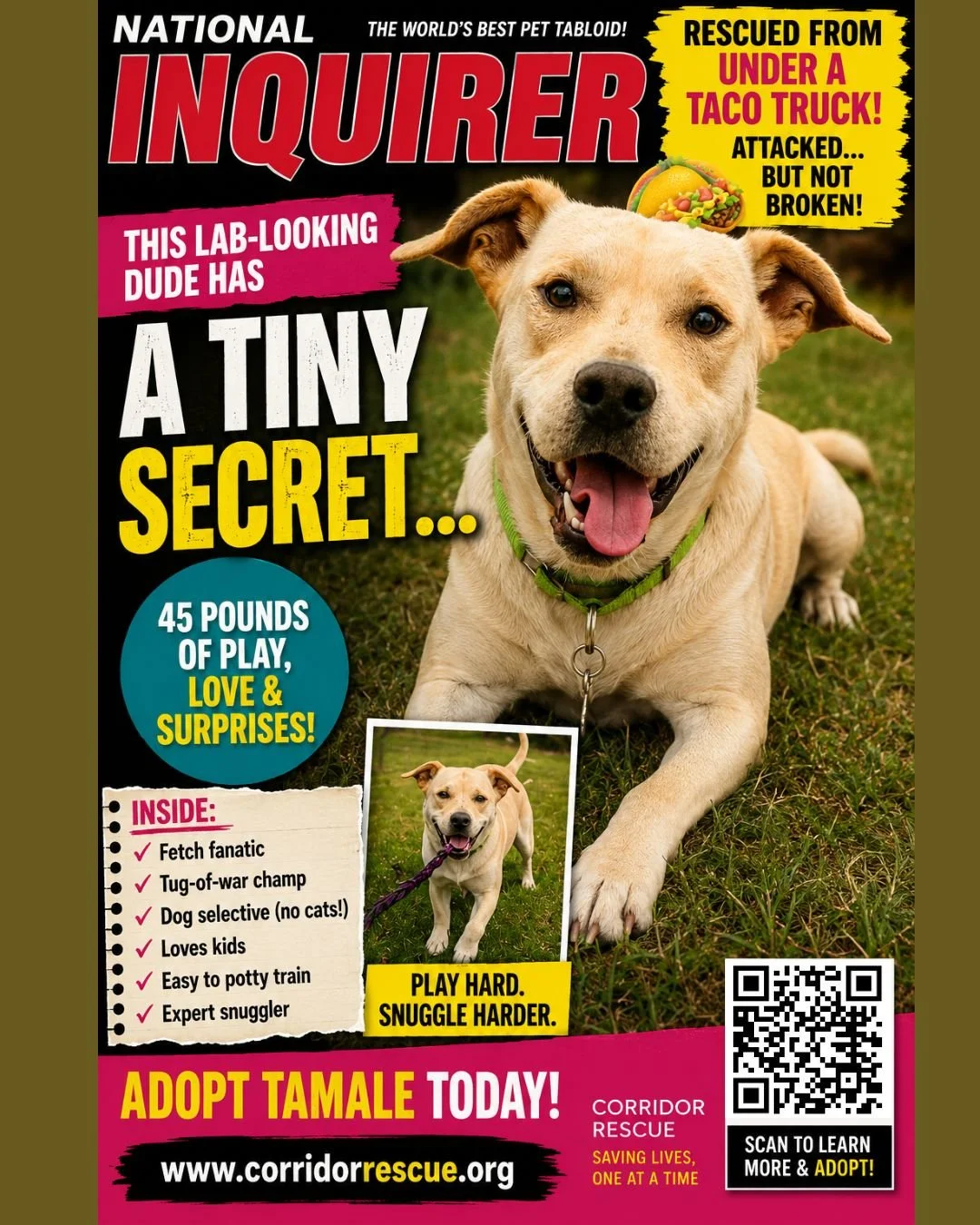 🧬 FILE #2: TAMALE
You&rsquo;re telling us THIS dog&hellip;
THIS athletic, fetch-loving, sunshine-colored &ldquo;Lab-looking&rdquo; dude&hellip;
&hellip;is 33% Chihuahua?! 🌮💀
Tamale&rsquo;s DNA results may be chaotic, but somehow it all makes sense
