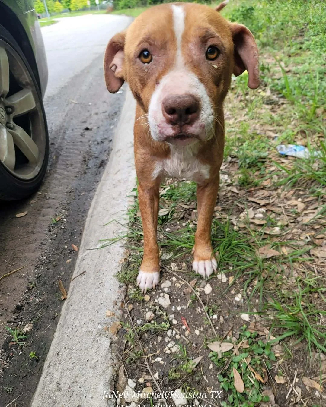 Meet Farin!

Farin was first spotted two years ago roaming the streets by our street team volunteers. Dogs surviving on the streets all cope differently &mdash; some stay close to where they were dumped, some wander a small area, and others travel fa