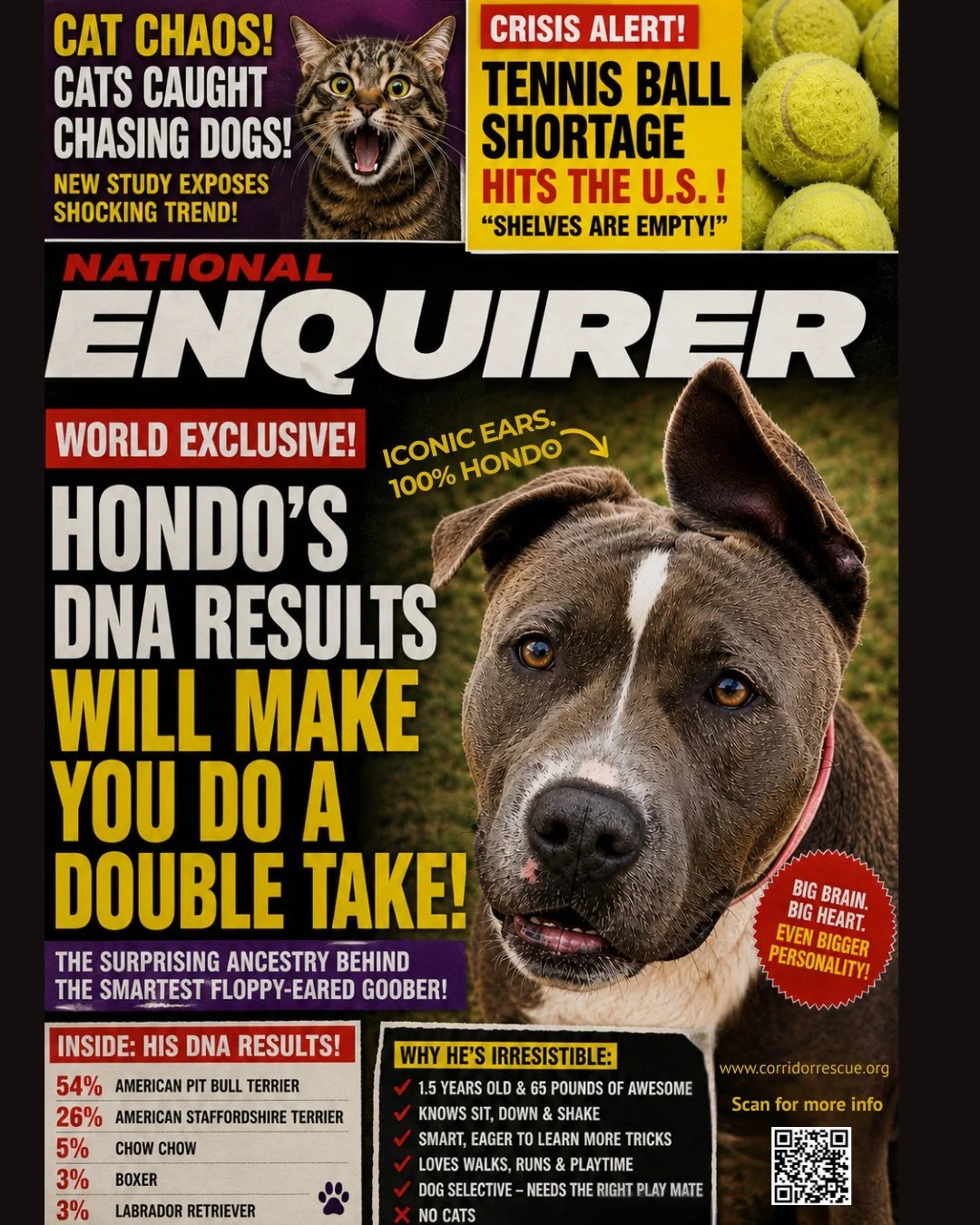 🧬 FILE #4: HONDO
HONDO&rsquo;S RESULTS ARE IN&hellip;
&hellip;and honestly, we may have more questions than answers.
Scientists are reportedly &ldquo;deeply concerned&rdquo; about the aerodynamic properties of these ears. 👀
At 65 pounds, Hondo&rsqu