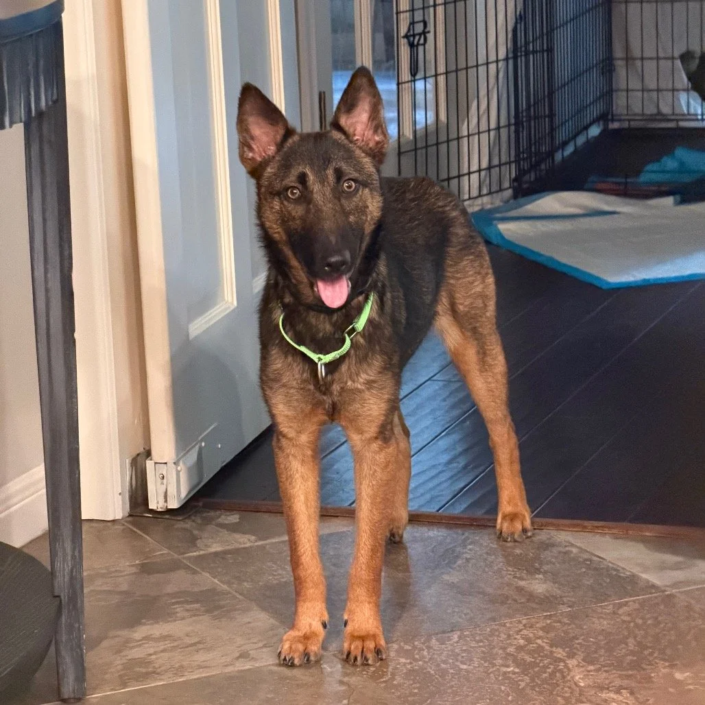Urgent Foster Plea: Mishka

We need to talk about Mishka.

When Mishka was rescued in December 2025, she was still just a puppy &mdash; but she had already missed out on so much. Born on the streets, she spent the most important socialization period 
