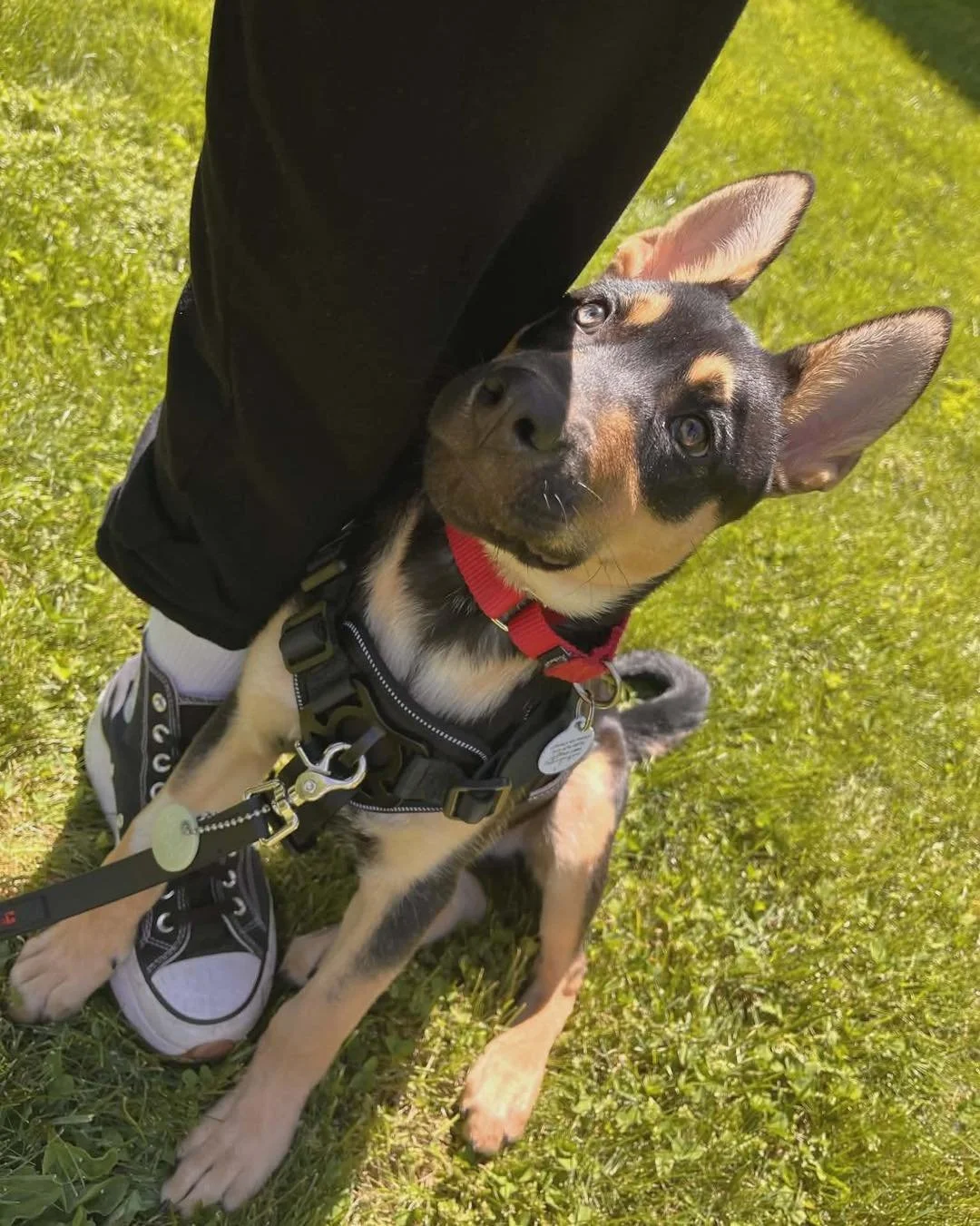 Adoption Update #13, Lance! 

Lance&rsquo;s story started during the Houston freeze, when he was born under a tree and brought to Corridor Rescue at just 3 days old. As the tiniest of his litter, he struggled to thrive, and by 5 days old, his momma m