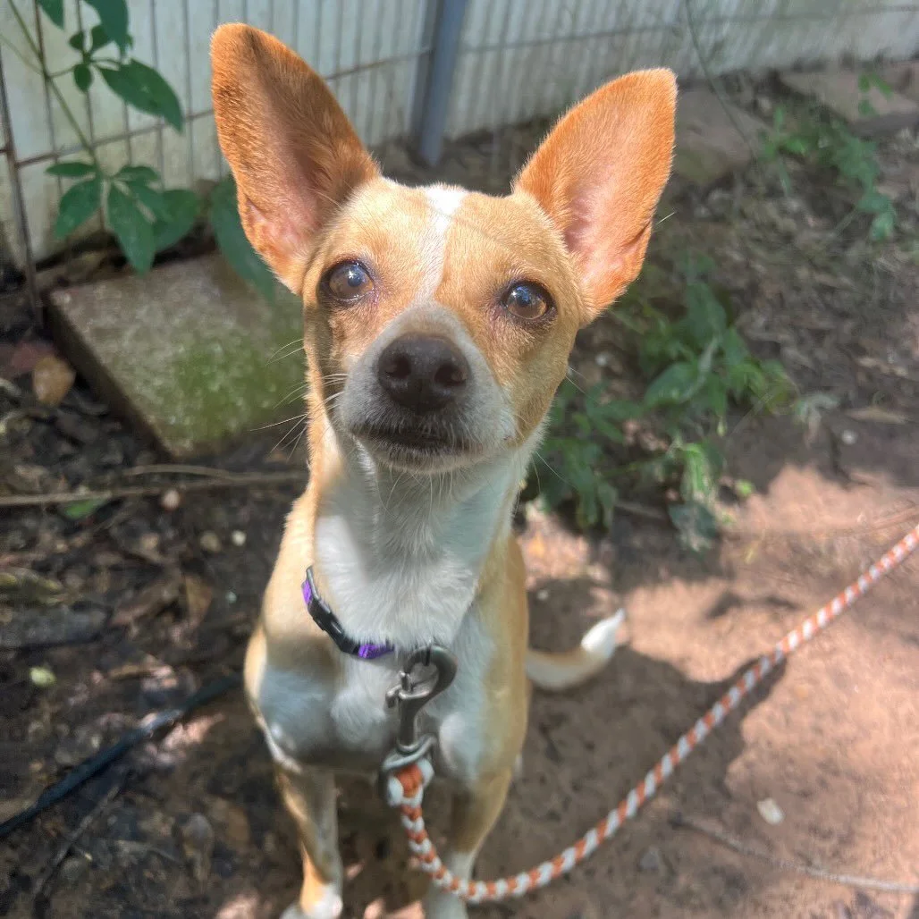 Meet Lola! 

Lola is a 3-year-old Chihuahua who recently joined our rescue, and we&rsquo;re hoping to find her a local foster home where she can continue to blossom.

Before coming into our care, Lola was rescued and vetted by @petset_tx . After her 