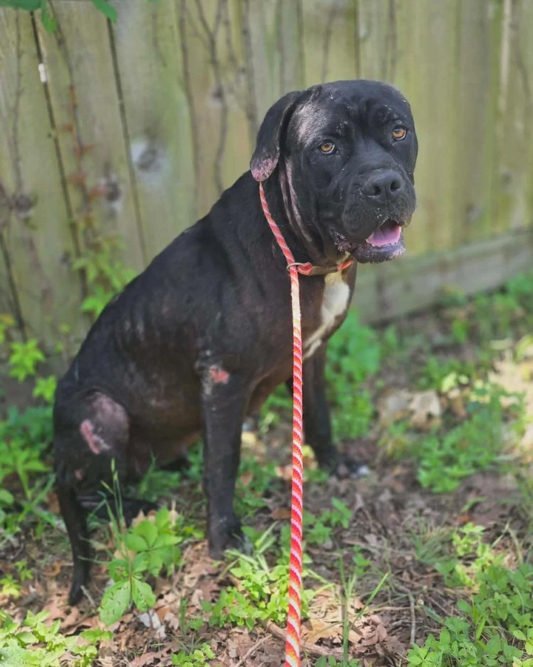 Meet Agatha &hearts;️

For years, Agatha has been surviving alone on the streets.

Street team volunteers JaNell and Robby were told by residents in the area that Agatha was abandoned by her owners during the COVID pandemic. Since then, she has been 