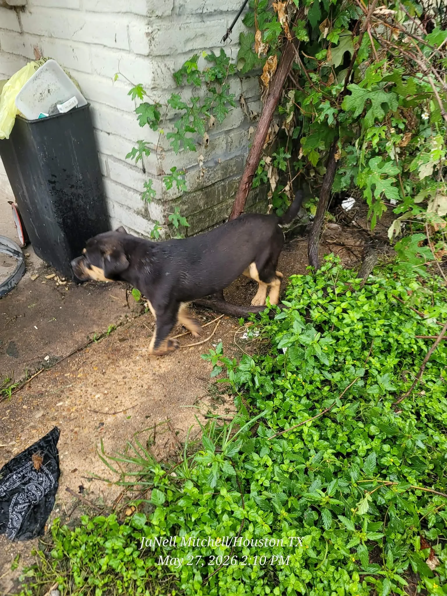 🐾 Meet Charlie, Sanibel, Santorini, and Bimini 🐾

A few weeks ago, one of our feeders was contacted by a resident worried that her puppies had parvo. At the time, we simply didn't have space to bring them in.

Last week, an opening finally became a