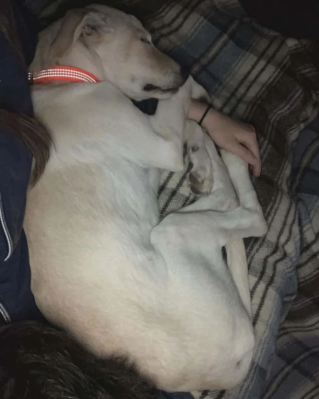 Adoption Update #14, Freddy Mercury! 
 
Born beneath an abandoned home with an uncertain future, Freddie Mercury was rescued by our street team and welcomed into the home of one of our team members, where he experienced love, safety, and comfort for 