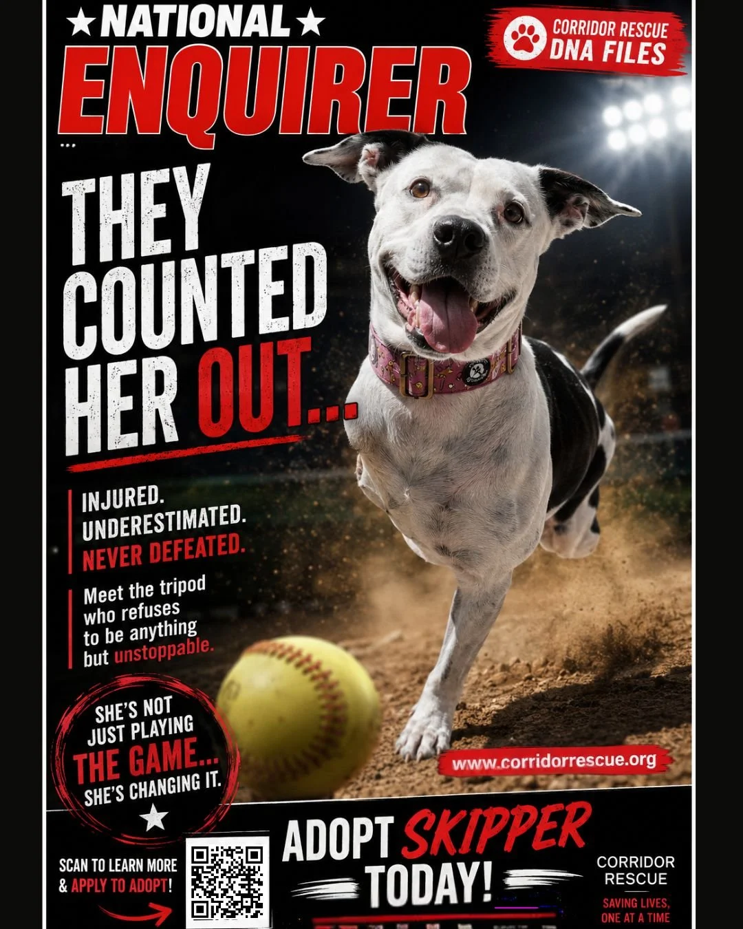 🧬 FILE #7: SKIPPER
This tripod athlete does NOT believe in limits.

After arriving with severe trauma to her front leg that eventually required amputation, Skipper never stopped moving forward.
Three legs.
Zero self-pity.
Unlimited love to give.
@wi