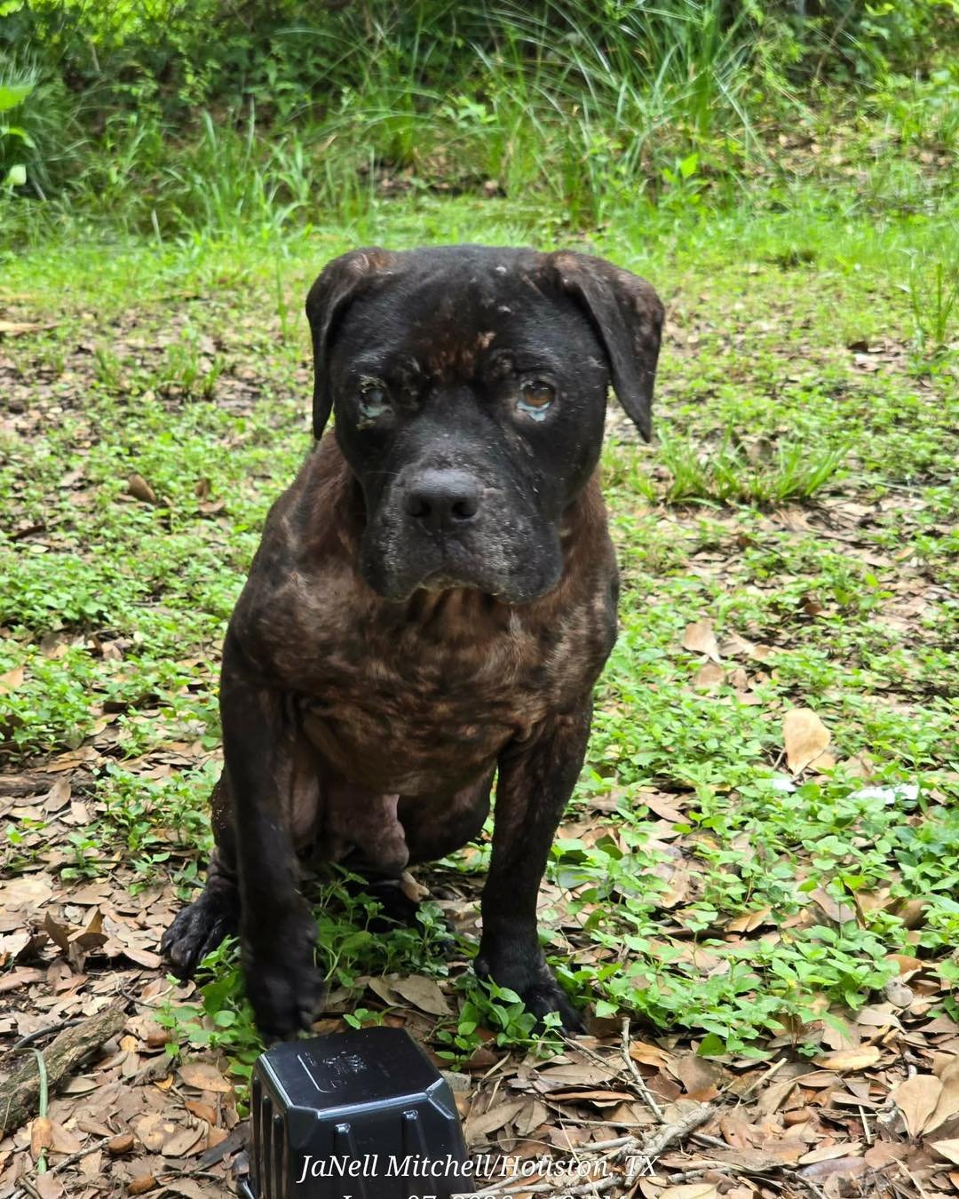 Two more lives changed because someone refused to look away.

Hazel and Dwight were rescued just days apart in different areas of the Corridor by dedicated volunteers, JaNell and her son, Robby. Though their stories began separately, they share a hea