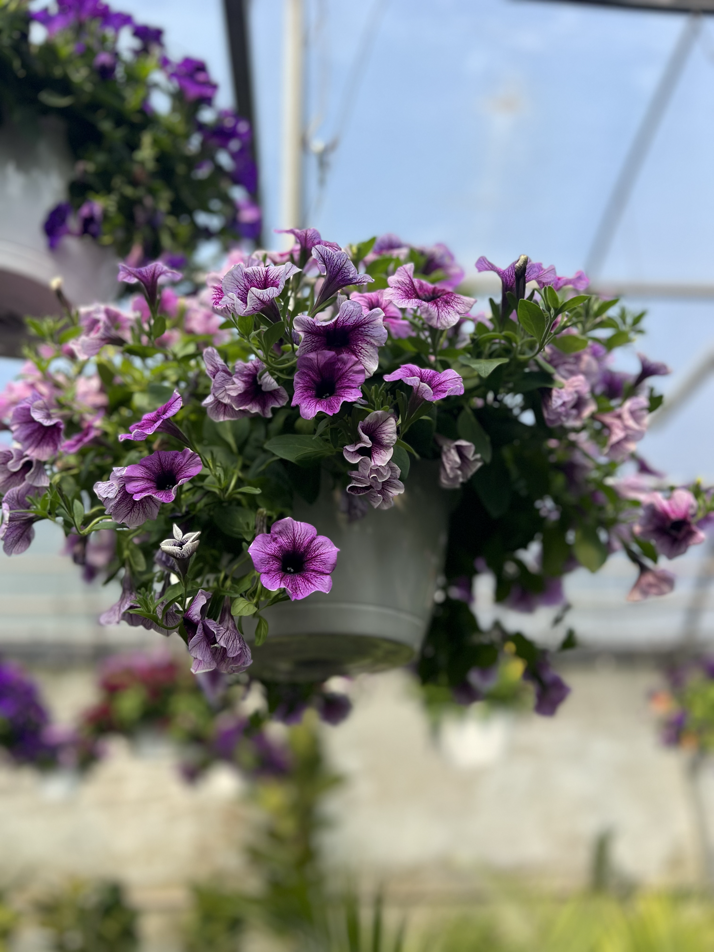 Hanging Basket Web Photo.png