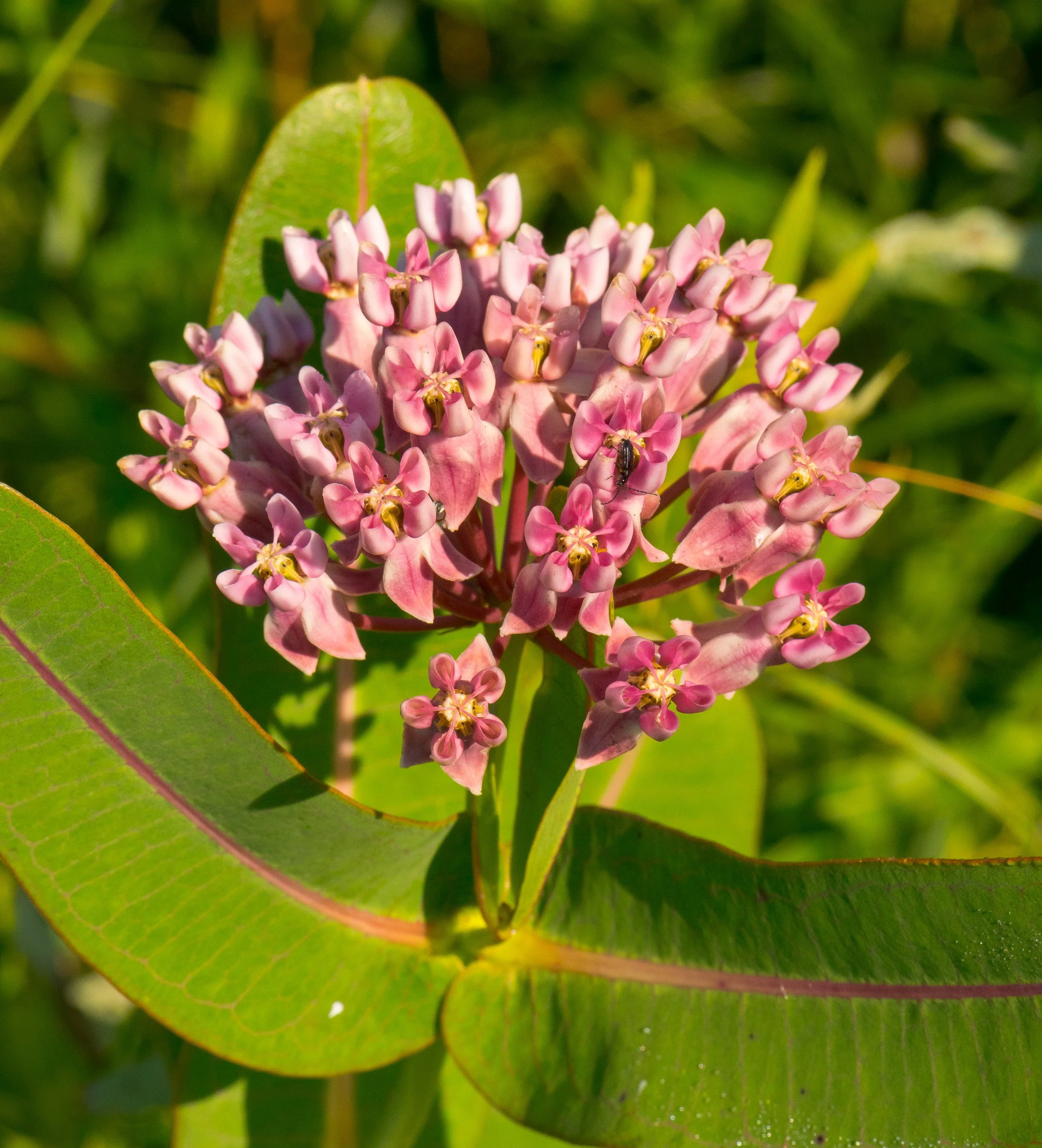 asclepias_sullivantii3.jpg