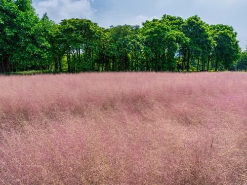 purple-lovegrass3.jpeg