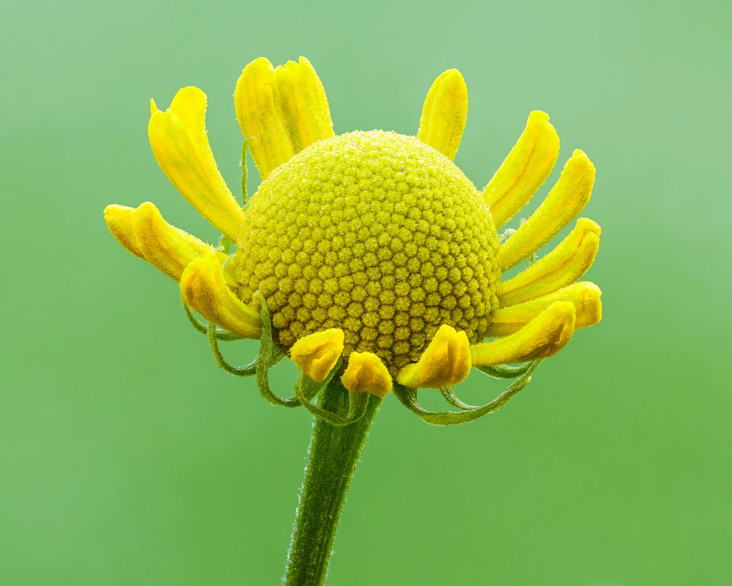 sneezeweed012.jpg