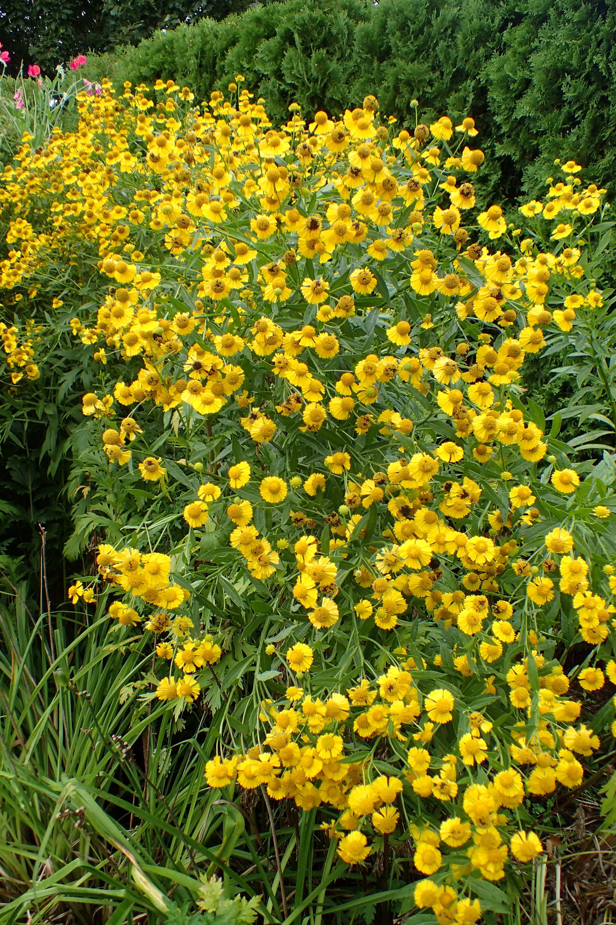 sneezeweed4.jpg