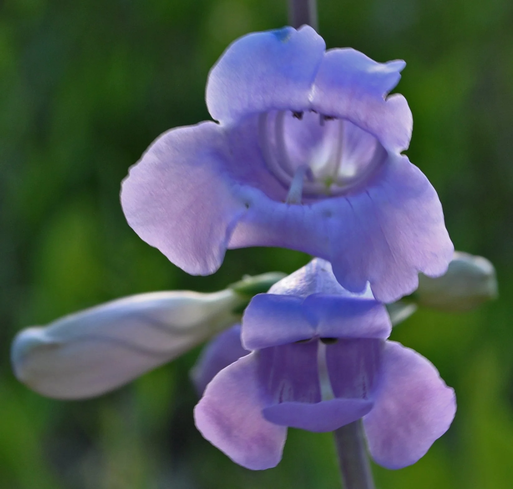 Penstemon_grandiflorus1.jpg