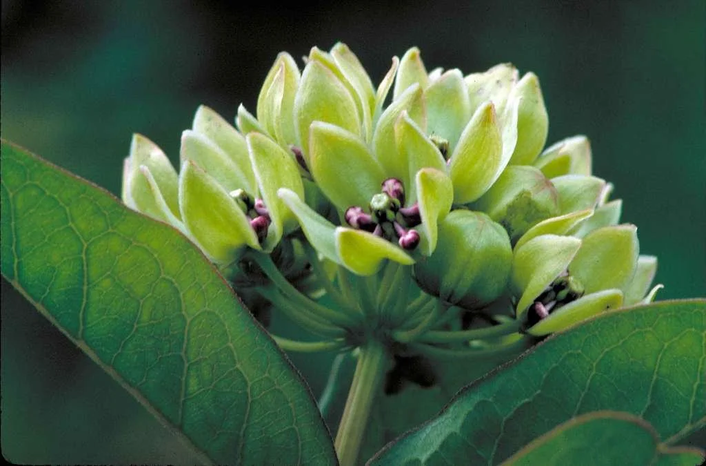 asclepias_viridis2.jpg