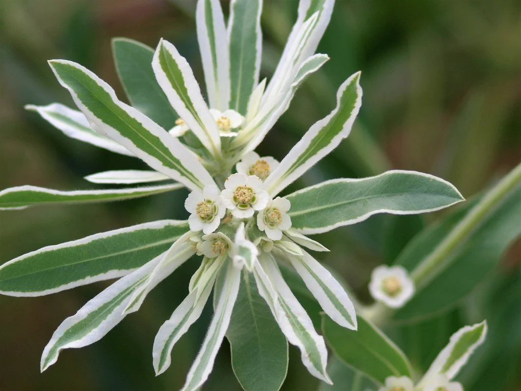 Close-up of green and white-edged leaves with small white flowers on a plant.