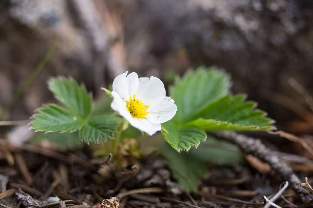 Wild Strawberry - Fragaria virginiana