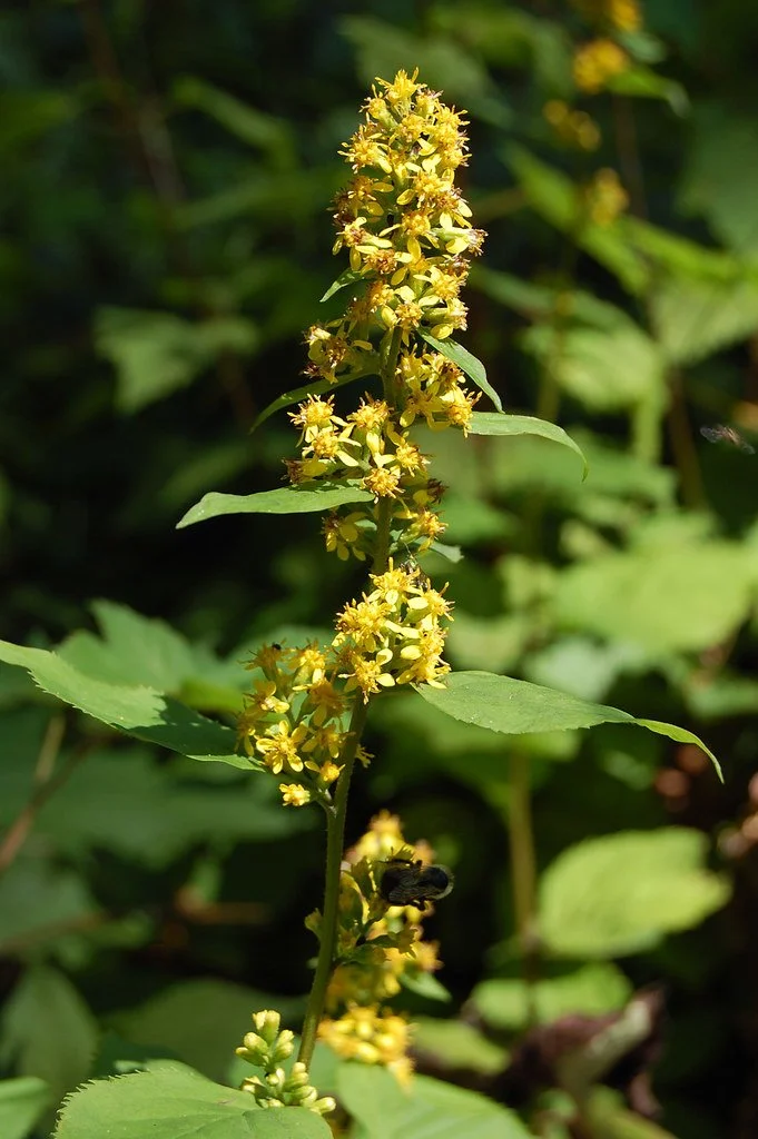 Zig Zag Goldenrod - Solidago flexicaulis