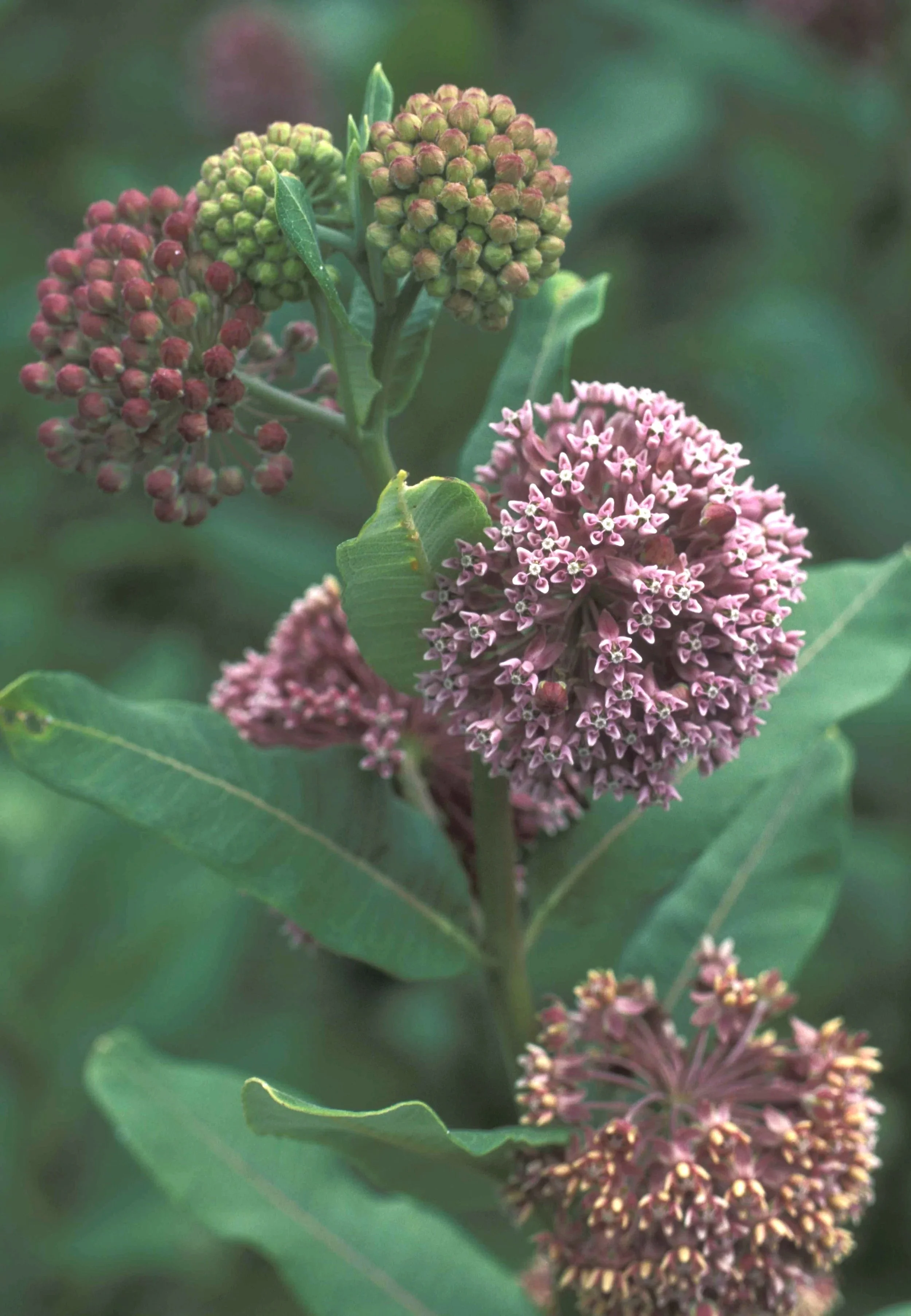 asclepias_syriaca1.jpg