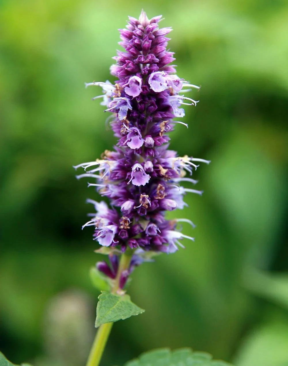 Anise hyssop  - Agastache foeniculum