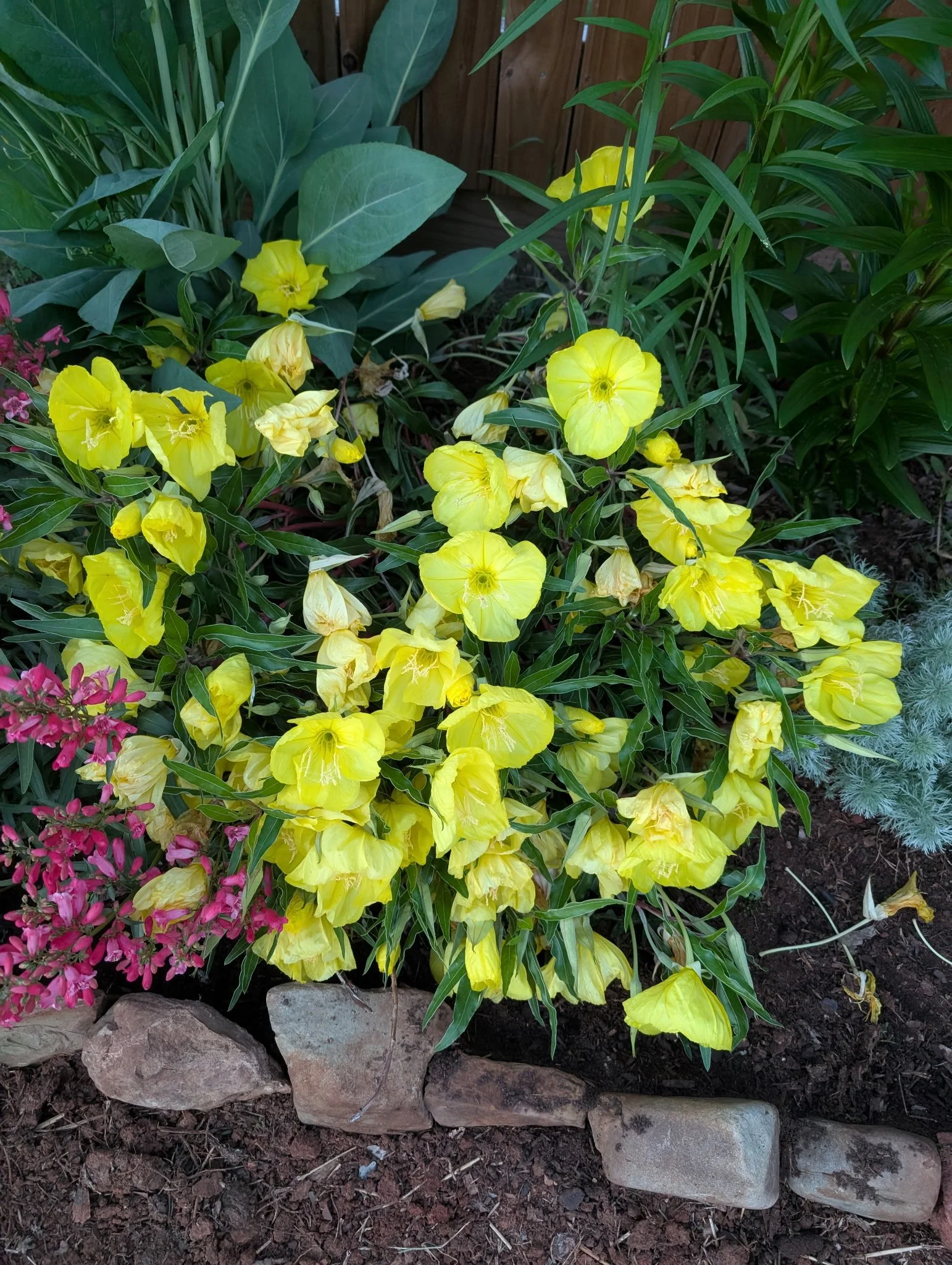 Missouri Evening Primrose - Oenothera macrocarpa