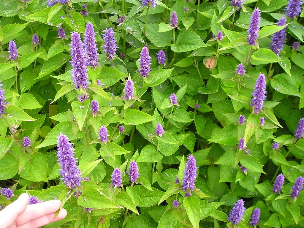 Agastache_foeniculum2.jpg