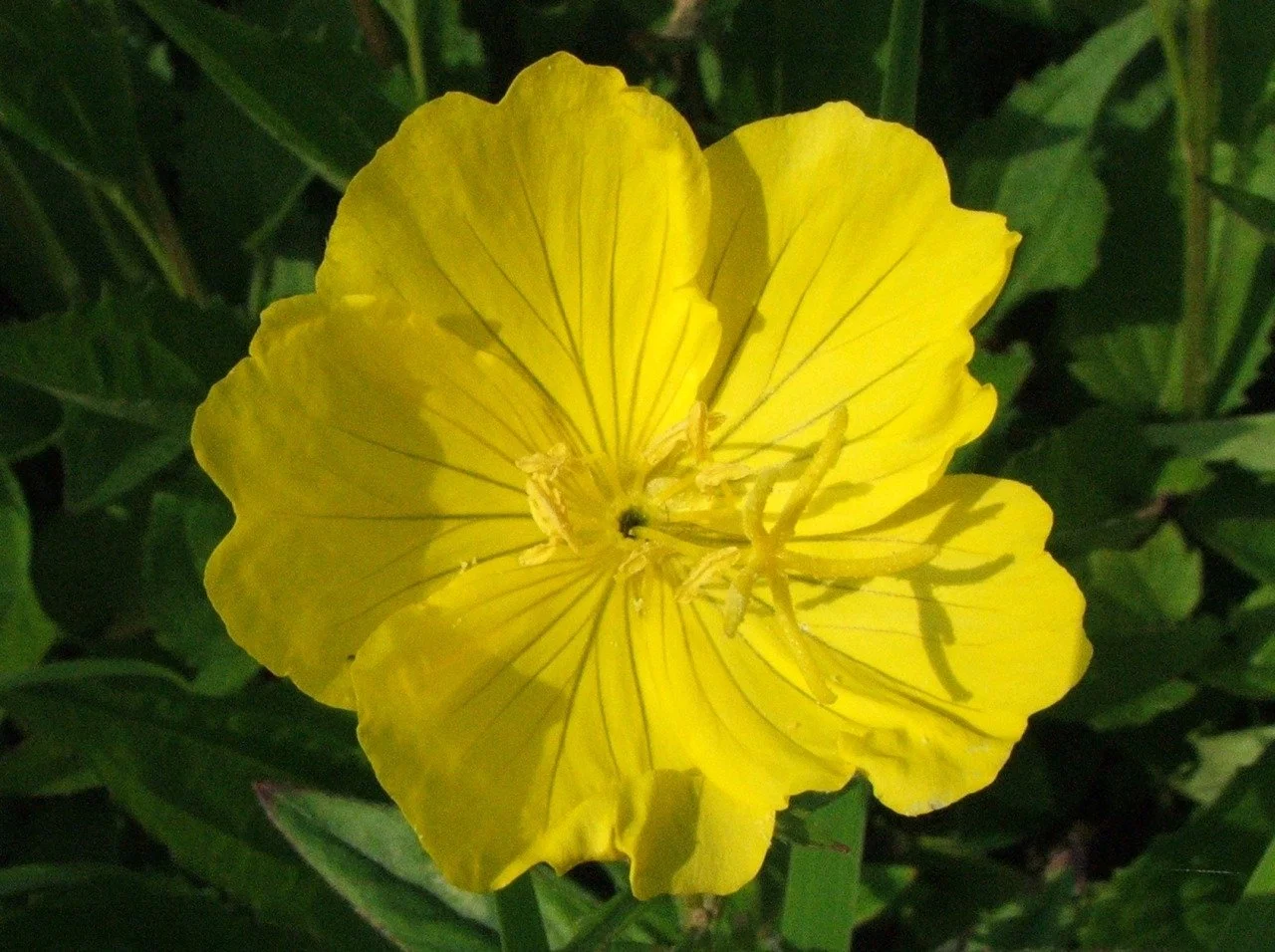 Oenothera_macrocarpa1.jfif