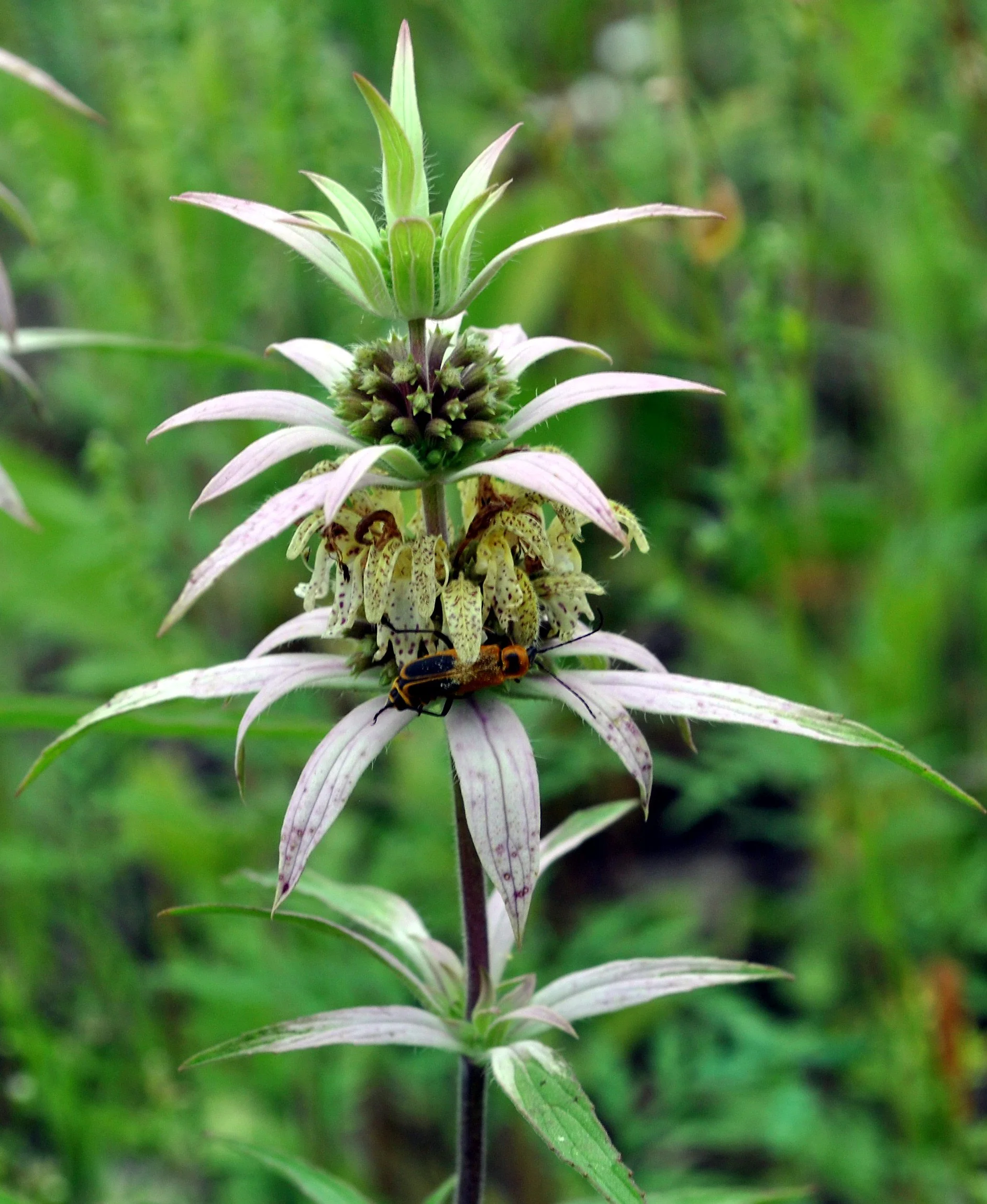 spotted-beebalm1.jpg