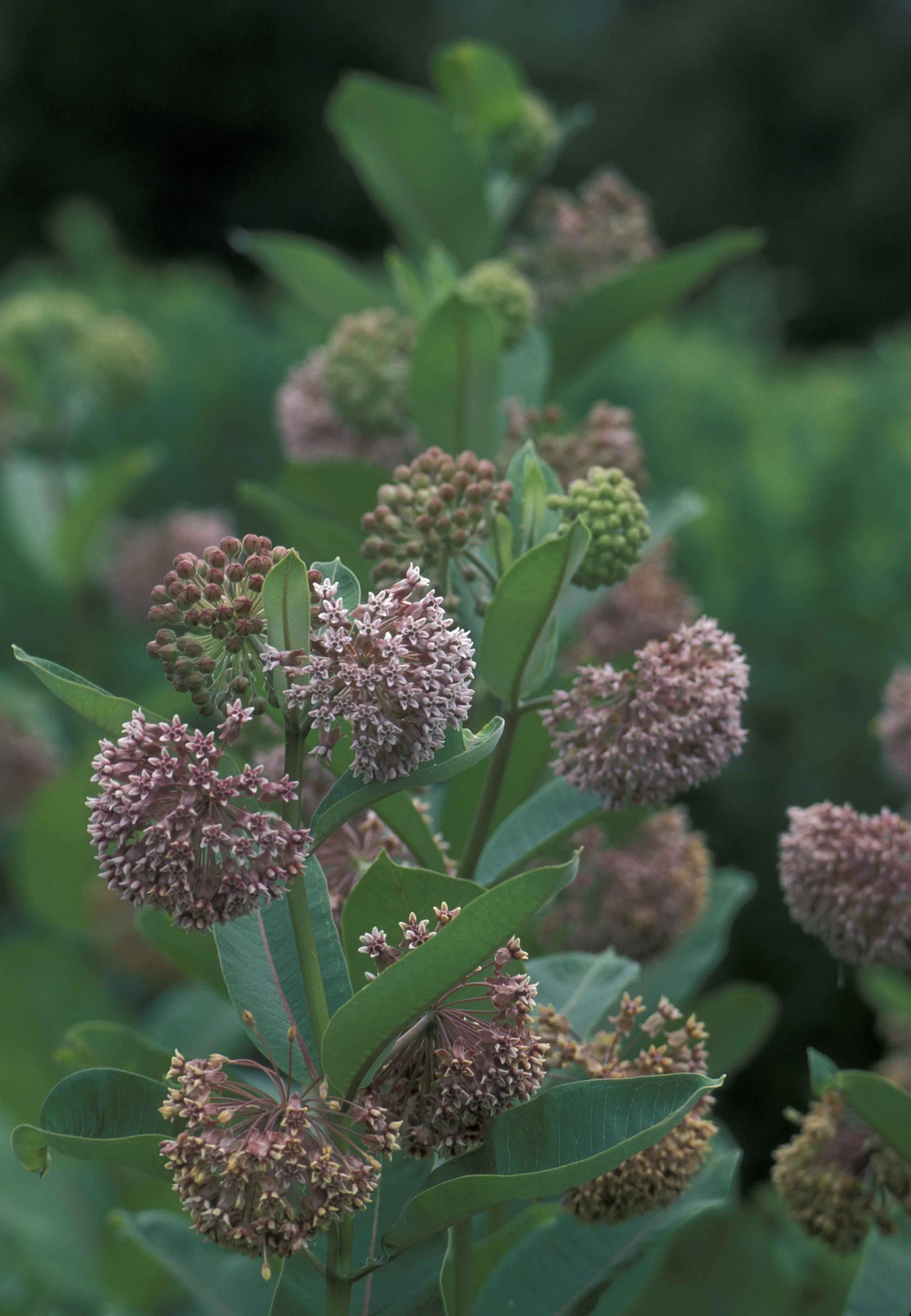 asclepias_syriaca3.jpg
