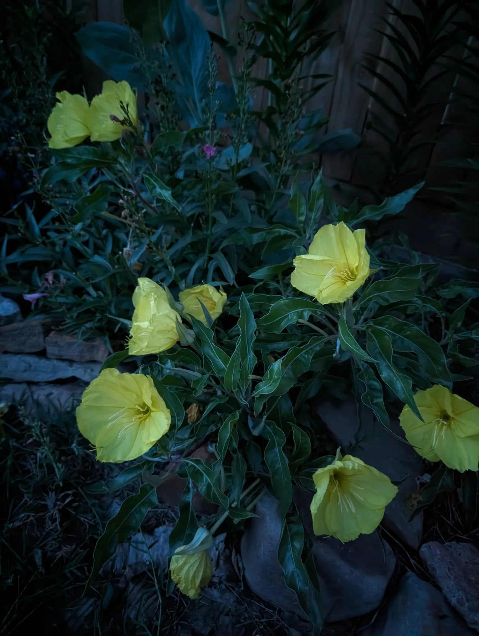 Oenothera_macrocarpa4.jpg