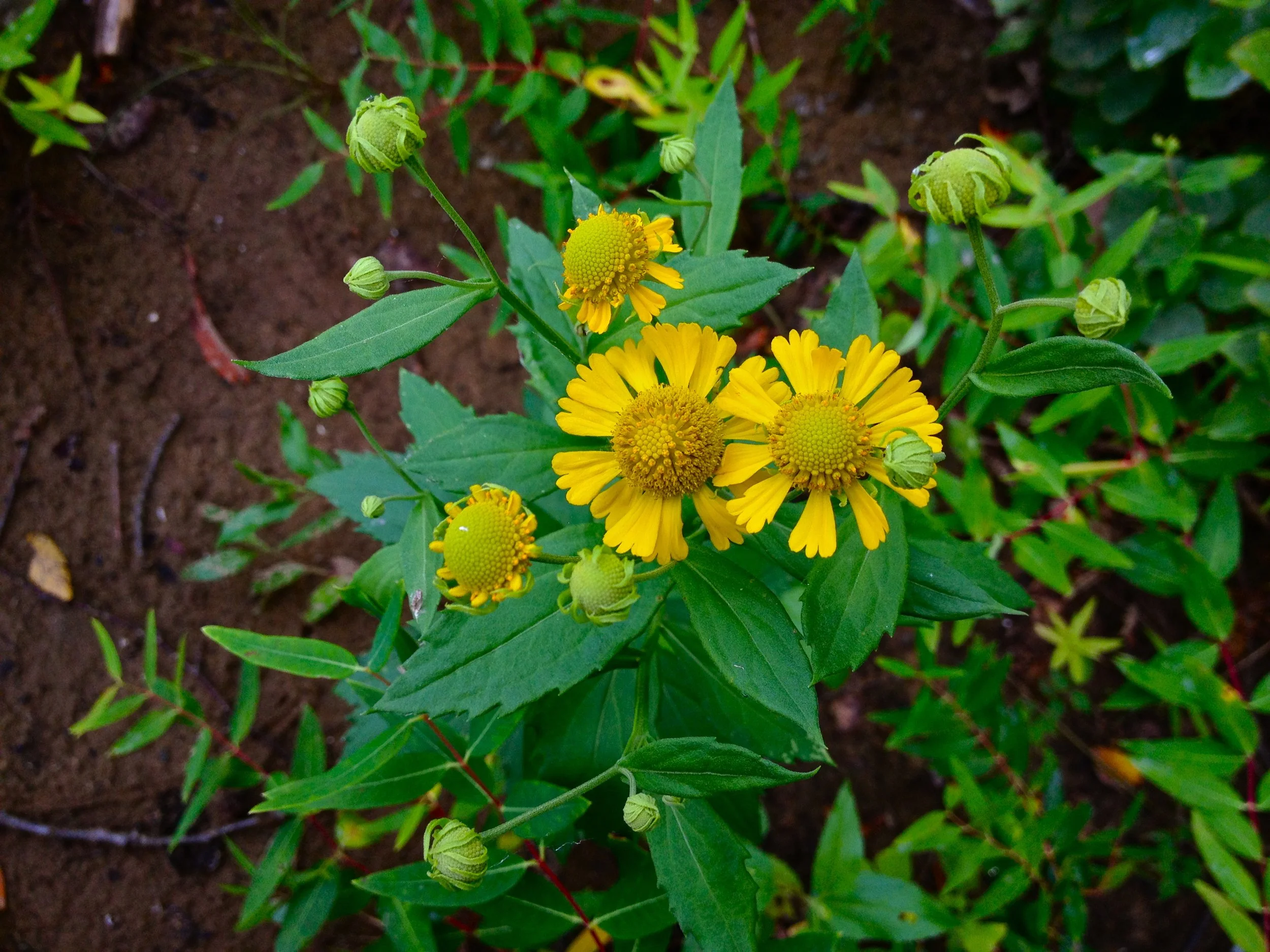 sneezeweed3.jpg