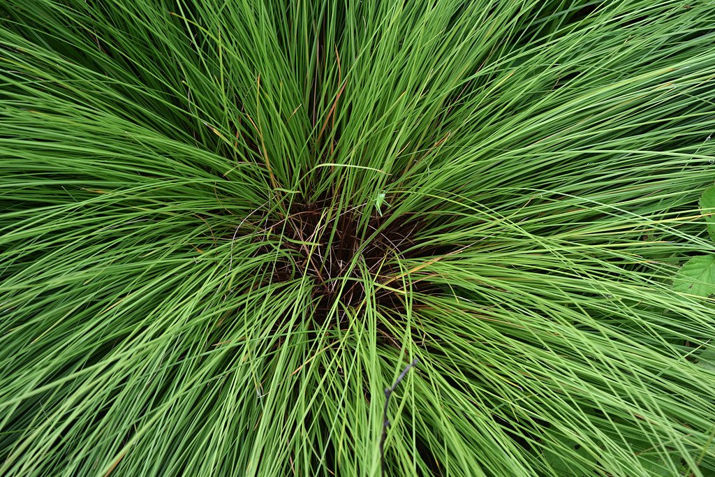 dropseed3.jpg