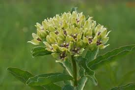 asclepias_viridis1.jfif