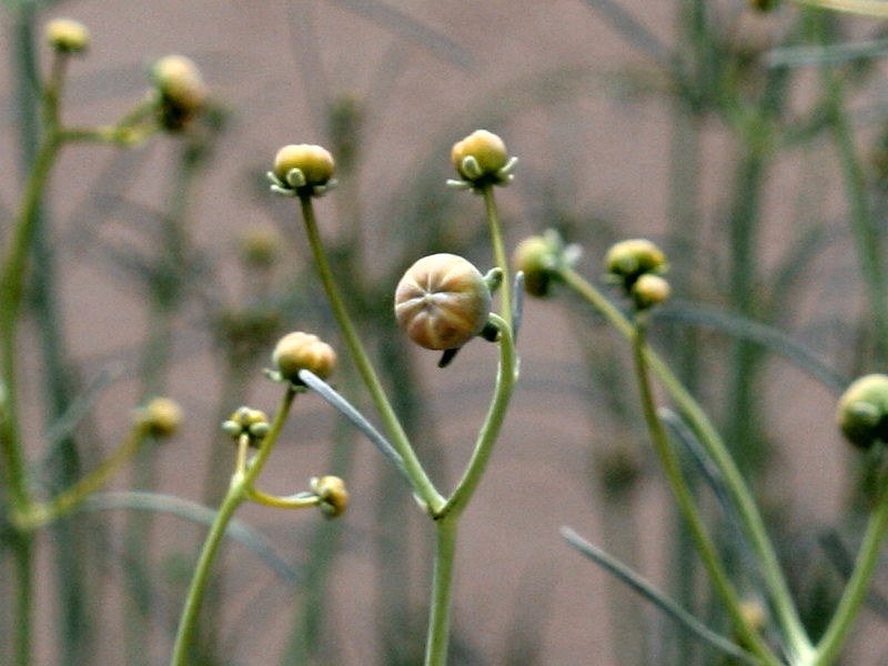 stiff-green3.jpg