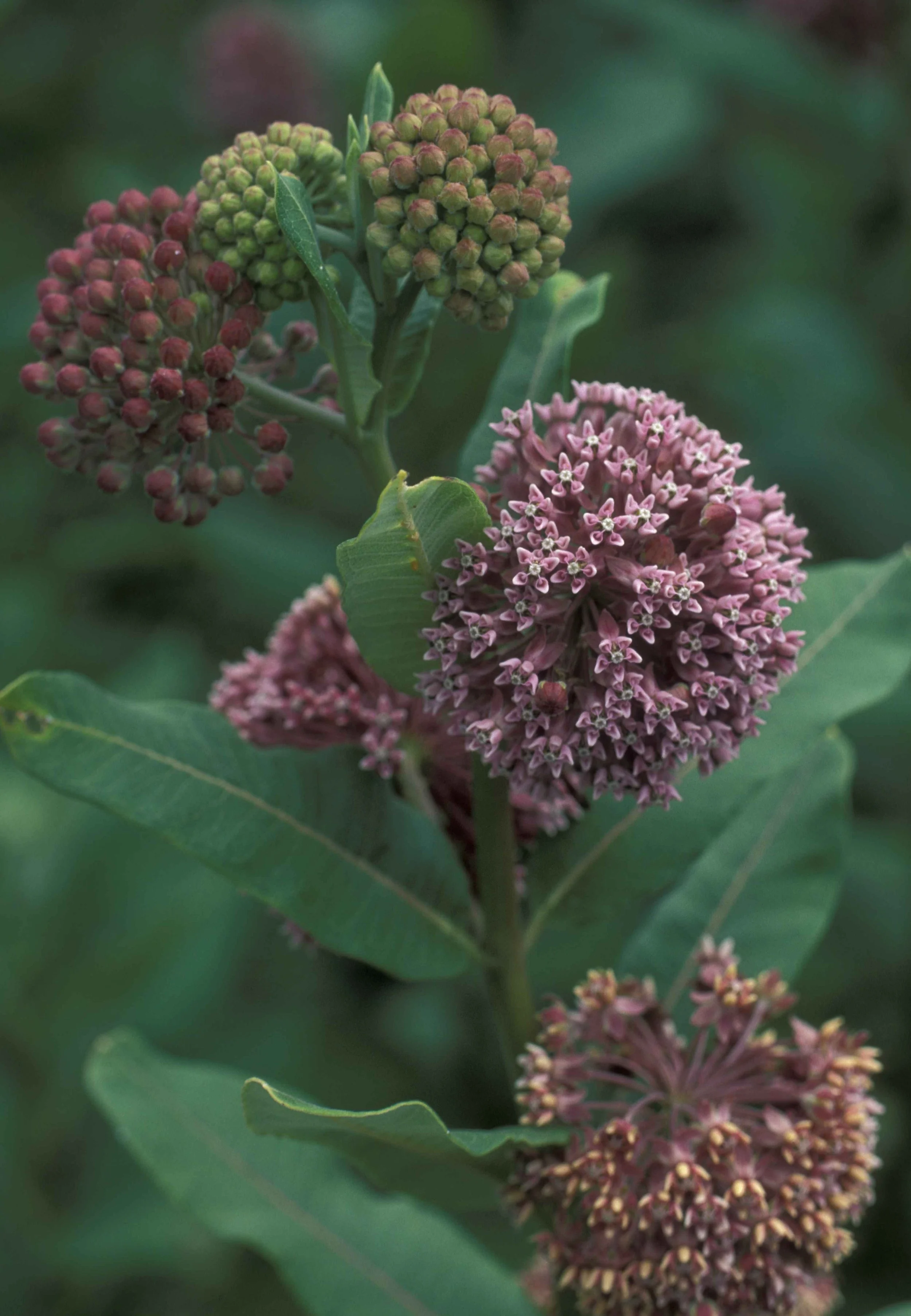 asclepias_syriaca1.jpg