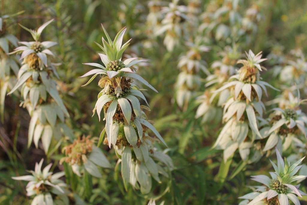 spotted-beebalm2.jpg