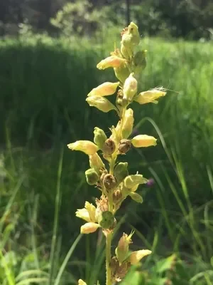 Prairie Alumroot - Heuchera richardsonii