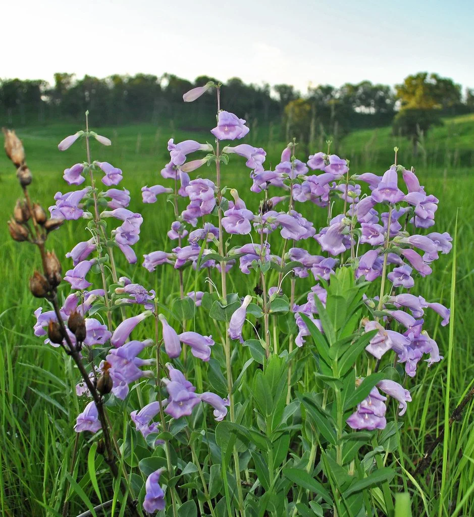 Penstemon_grandiflorus3.jpg