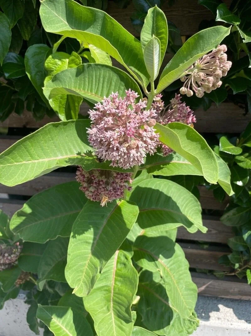 asclepias_sullivantii1.jfif