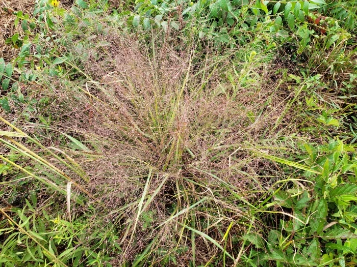 purple-lovegrass2.webp